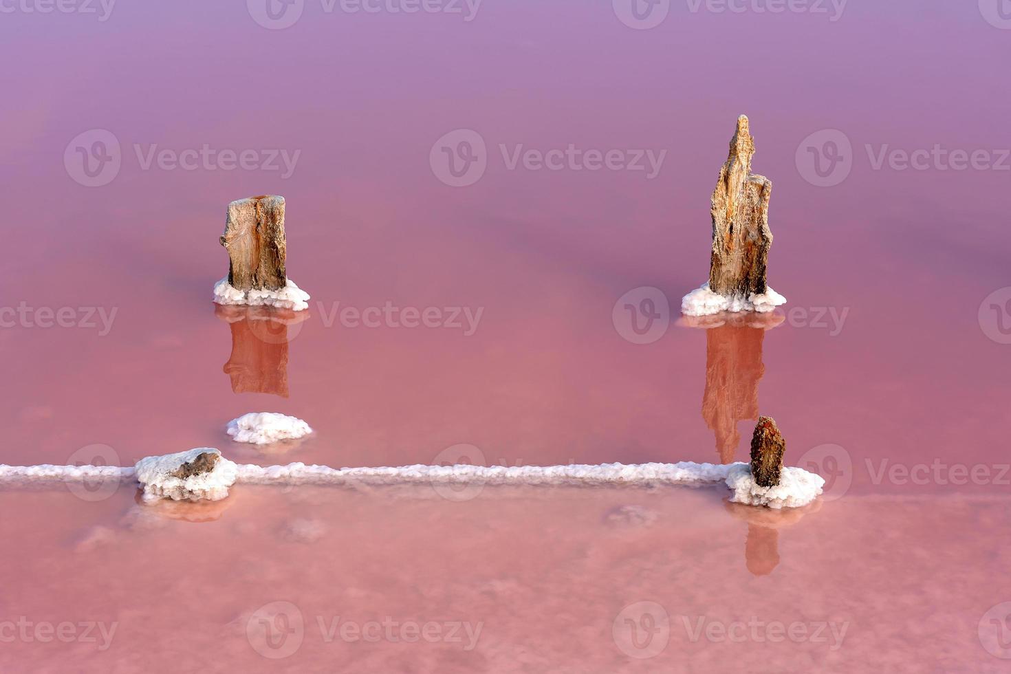 Salt crystals on the stumps of cut down trees in a pink lake. Extraction of salt from a salt lake photo