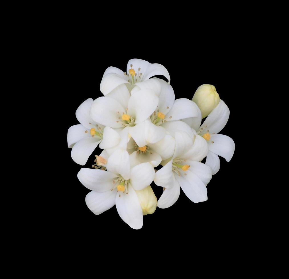 Orange Jasmine or Murraya paniculata flowers. Close up white exotic flowers bouquet on green leaf isolated on black background. Top view flower bunch. photo