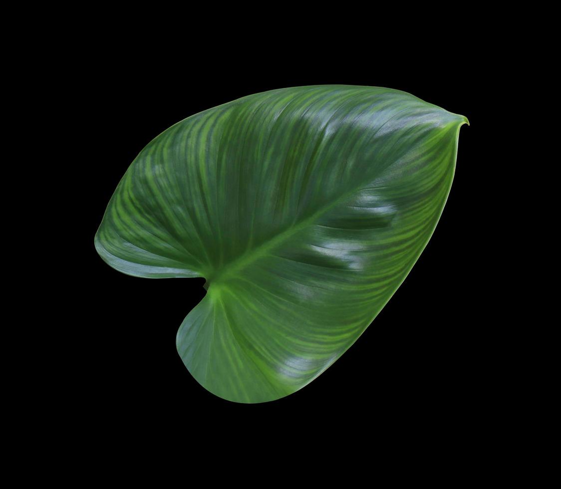 Homalomena rubescens or King of heart leaves. Close up beautiful green leaves bush isolated on black background. The side of exotic green leaf. photo