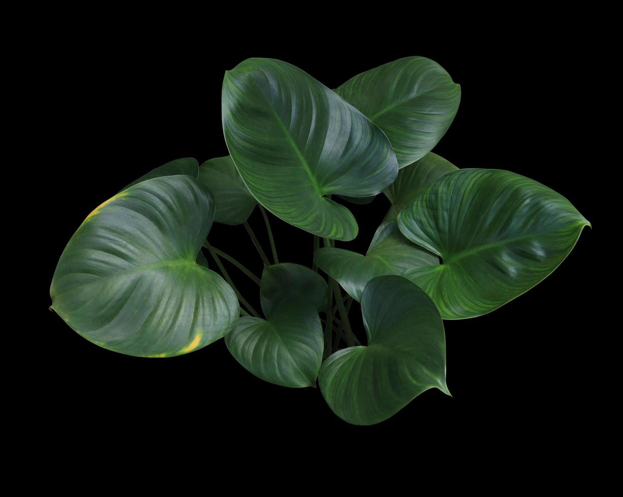 Homalomena rubescens or King of heart leaves. Close up beautiful green leaves bush isolated on black background. The side of exotic green leaf. photo