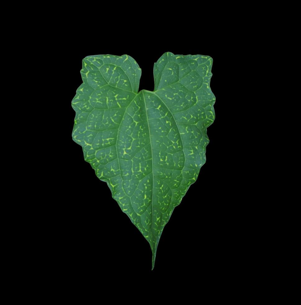 Ivy gourd or Coccinia grandis leaf. Close up exotic green leaves of ivy ground tree isolated on black background. Top view green leaf. photo