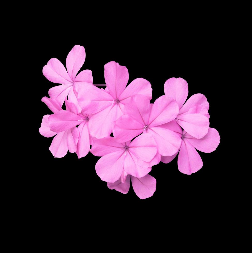 Plumbago or Cape leadwort flowers. Close up blooming pink-purple flowers bouquet ispolated on white background. Top view small pink flower bunch photo