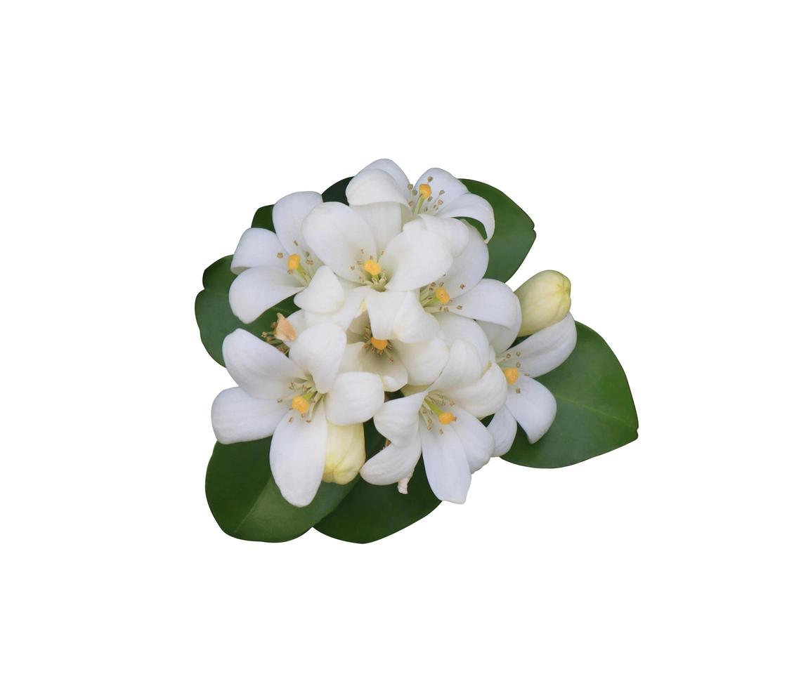 Orange Jasmine or Murraya paniculata flowers. Close up white exotic flowers bouquet on green leaf isolated on white background. Top view flower bunch. photo