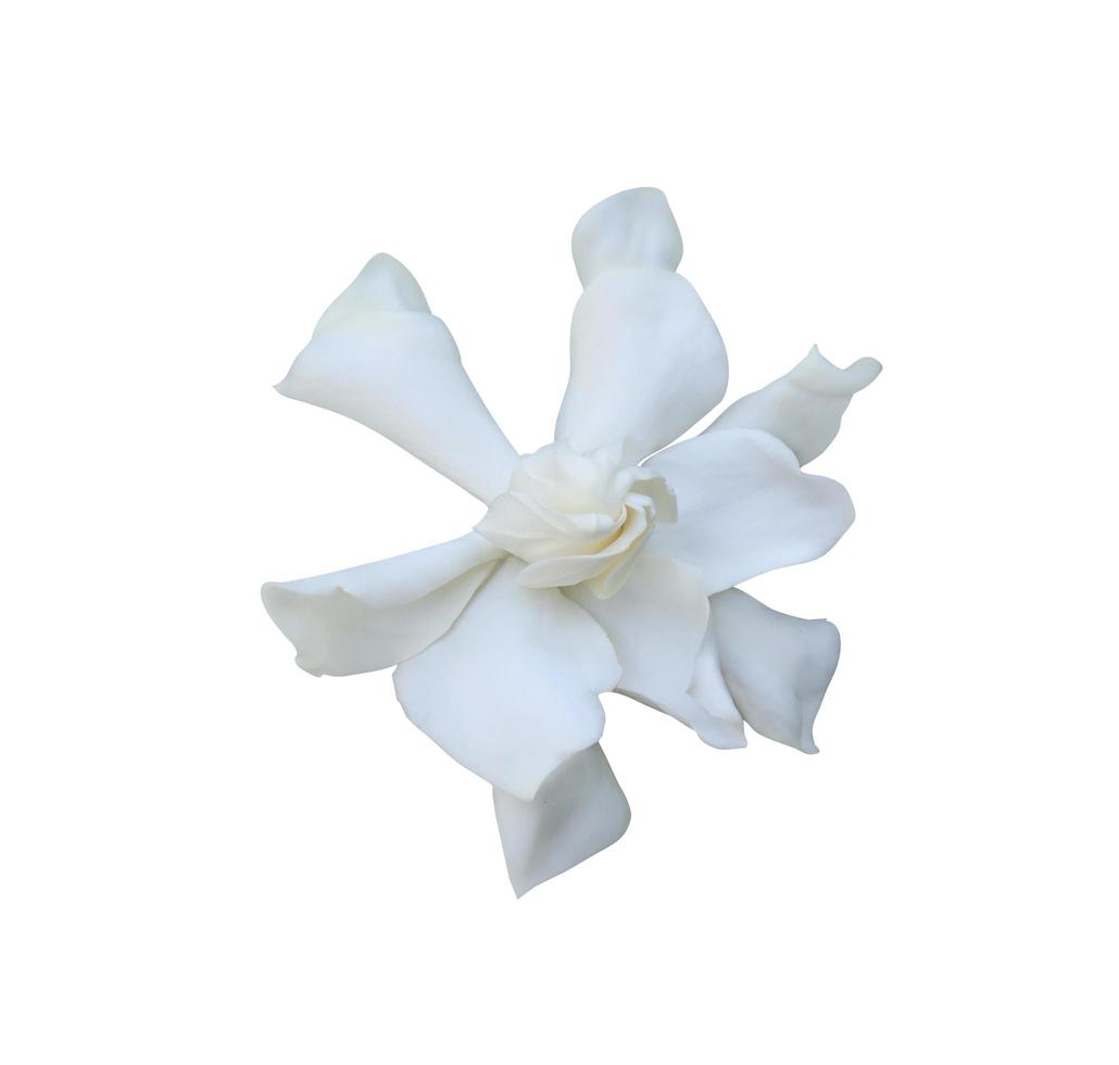 Cape jasmine or Gardenia jasmine or Gardenia jasminoides flowers. Close up white exotic flowers of cape jasmine tree isolated on white background. The side of white flower. photo