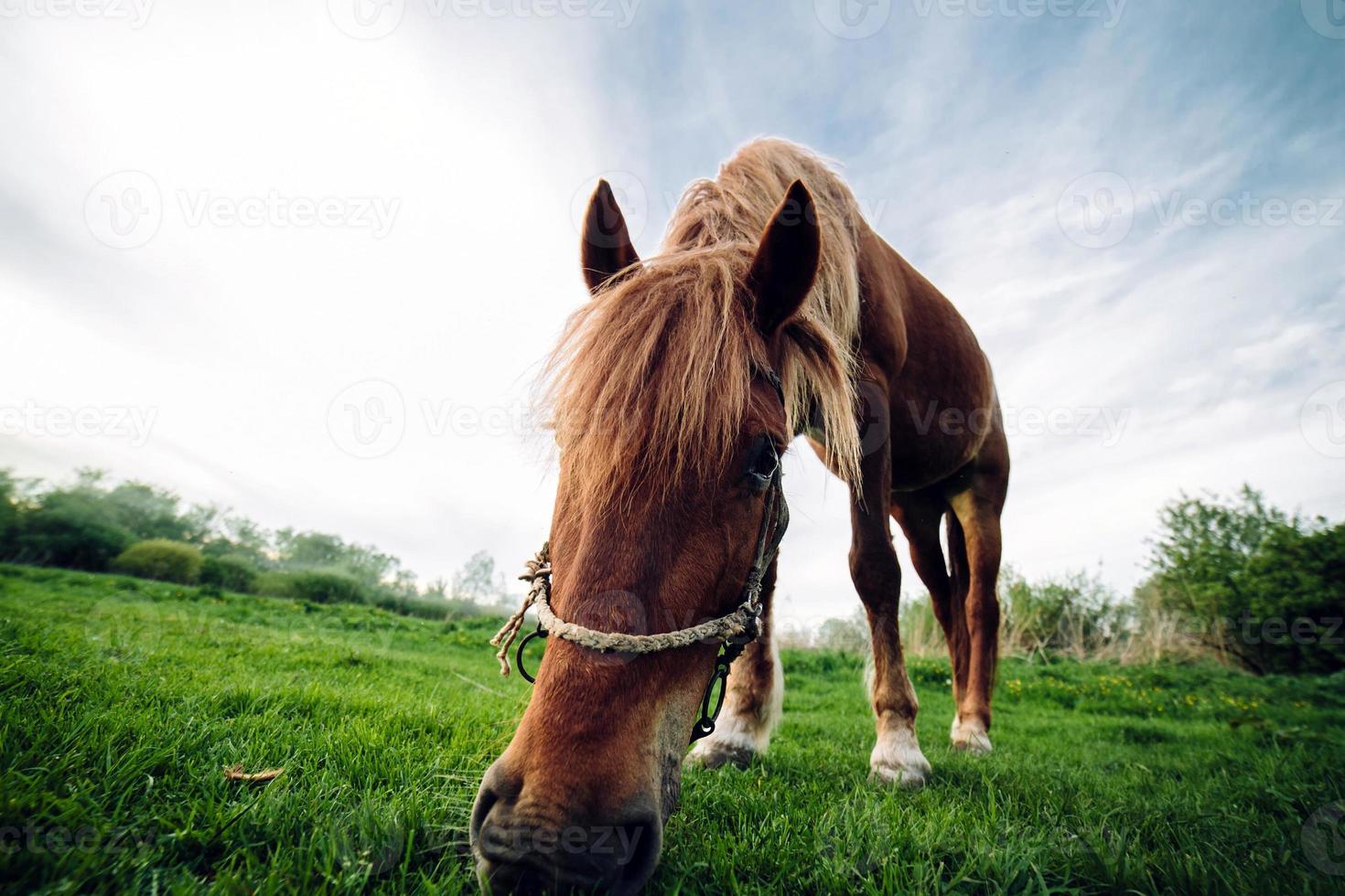 caballo pastando en el prado foto