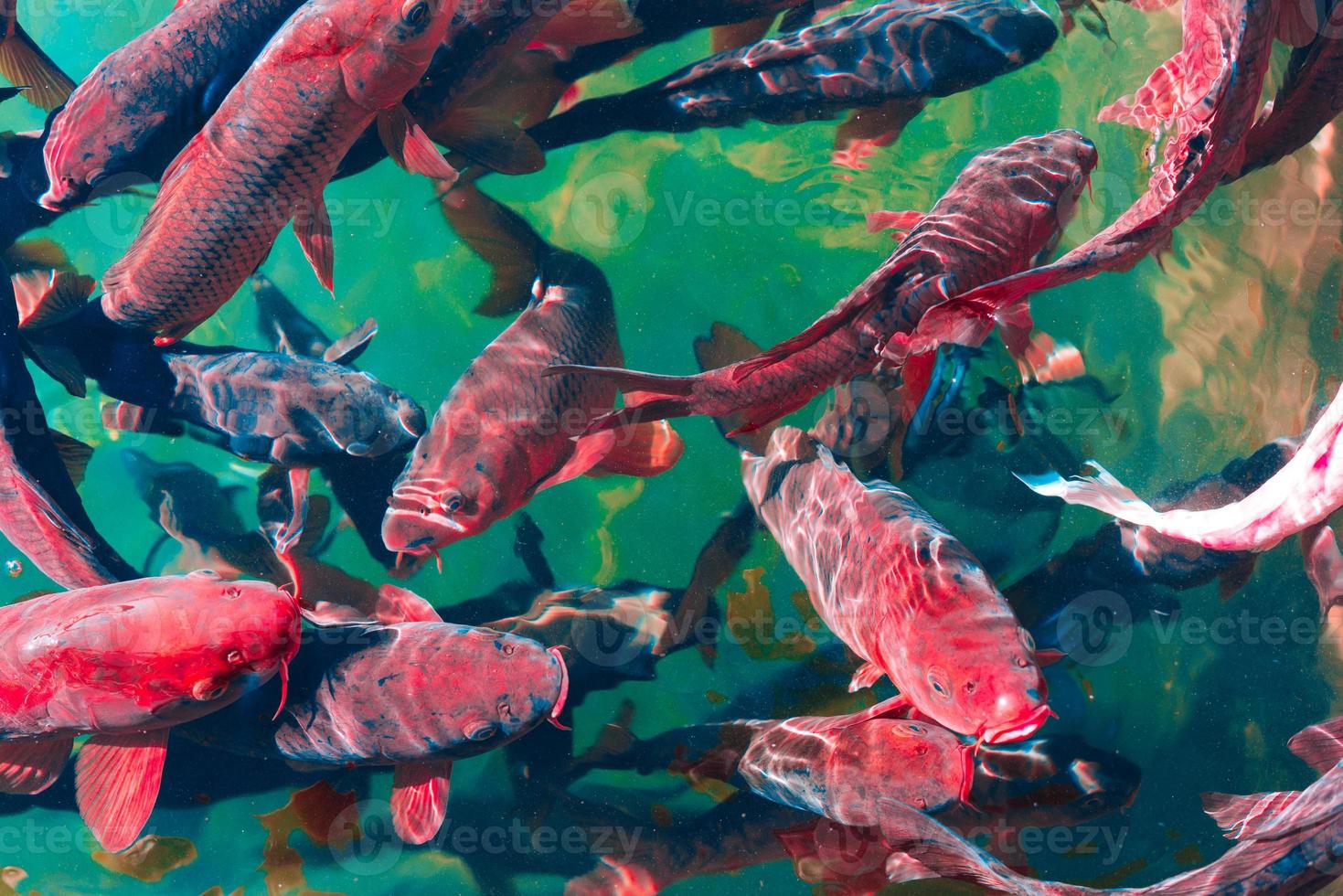 en el océano, los peces nadan foto