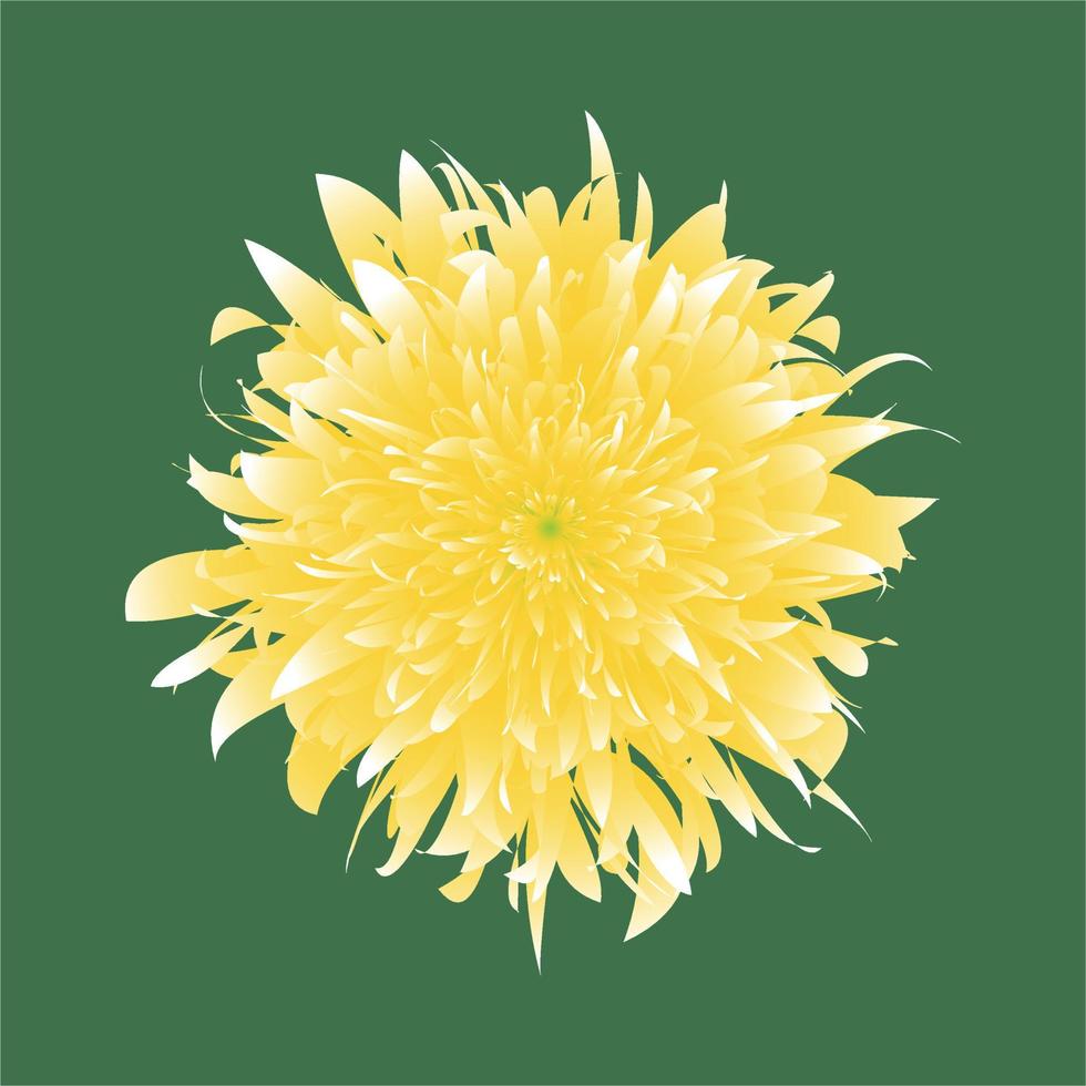 Calendula vector illustration isolated. Yellow chrysanthemum on green background.