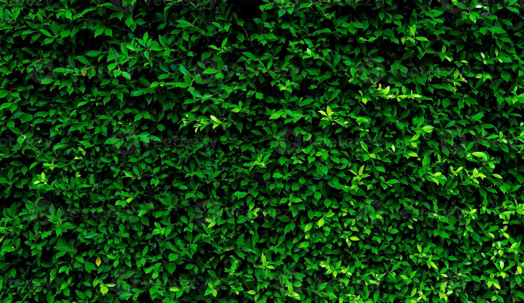 Small green leaves in hedge wall texture background. Closeup green
