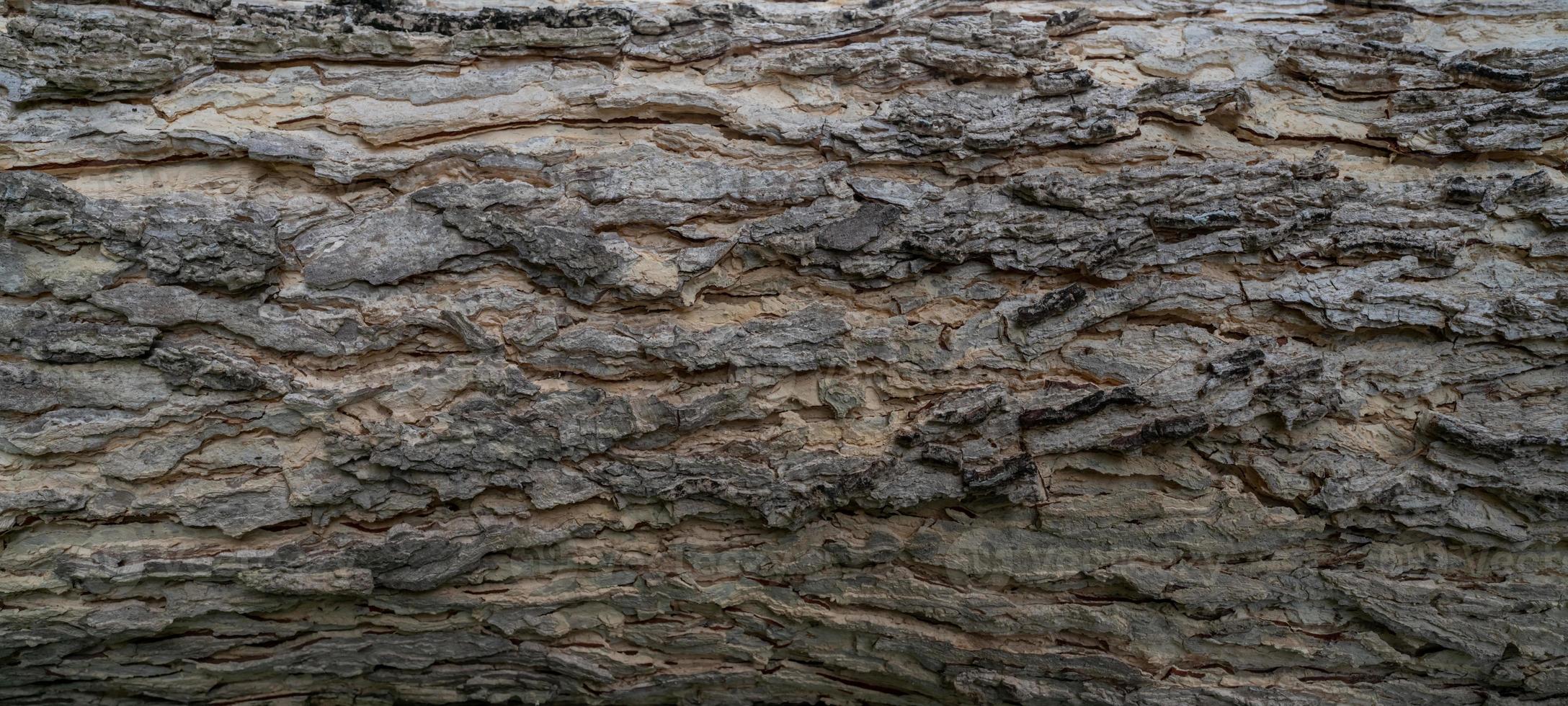 Full frame tree bark texture background. Gray wood skin abstract background. Pattern of natural tree bark texture. Rough surface of trunk. Nature background. Carbon neutral concept. Bark of rain tree. photo