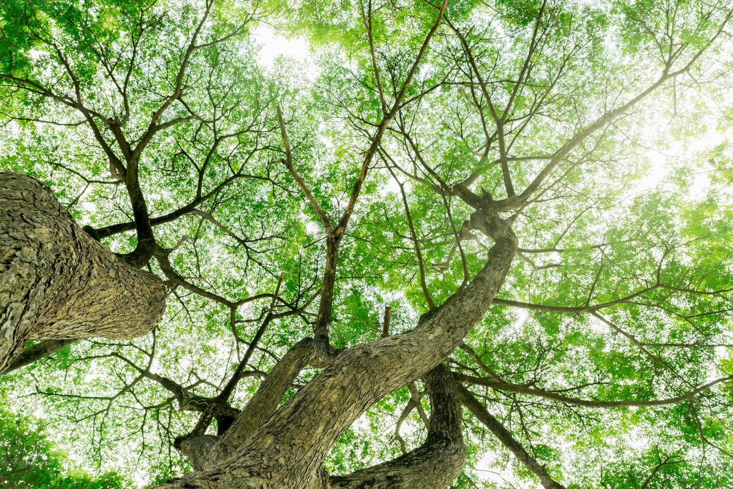 Bottom view of tree trunk to green leaves of tree in tropical forest with sunlight. Fresh environment in park. Green plant give oxygen in summer garden. Forest tree with small leaves on sunny day. photo