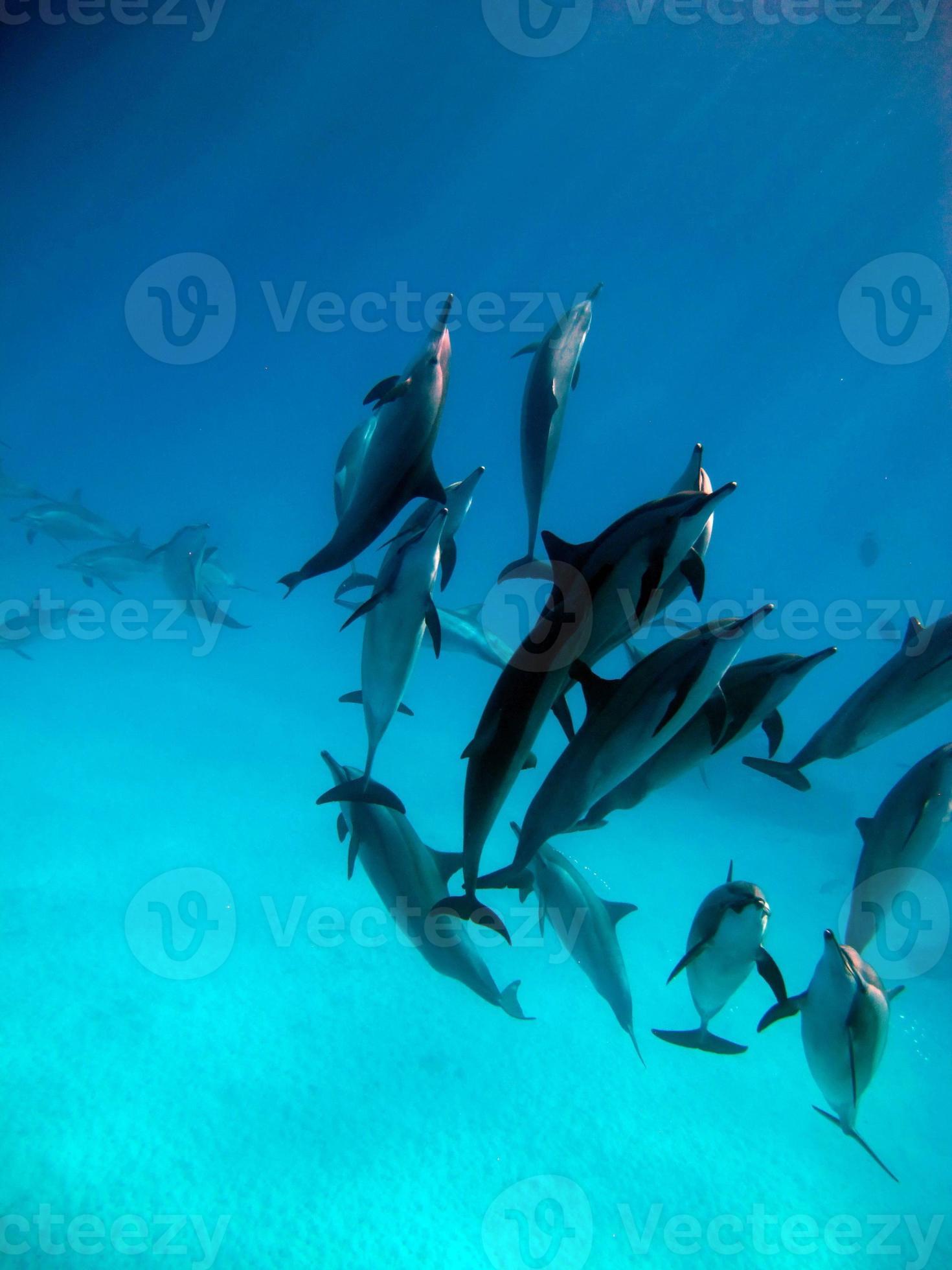 Dolphins. Spinner dolphin. Stenella longirostris is a small dolphin