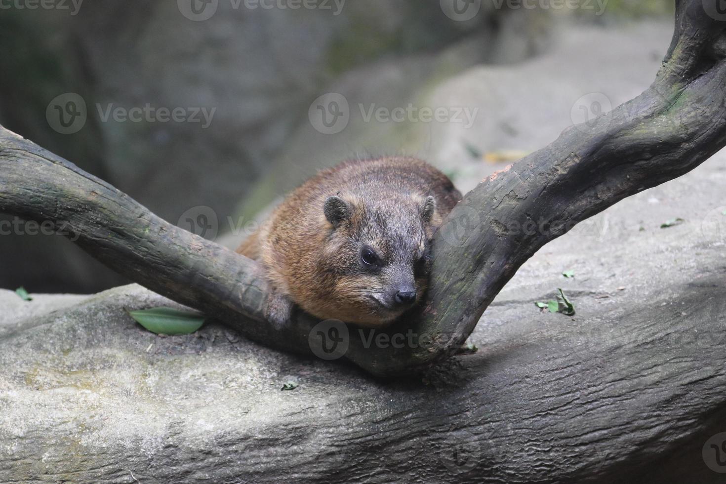 Rock Hyrax on a log photo
