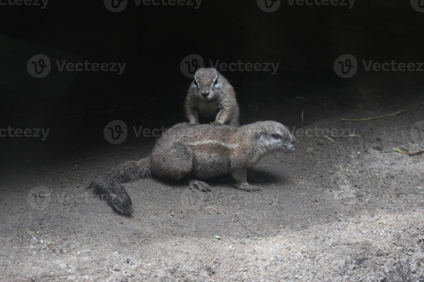 Ground squirrels on sand photo