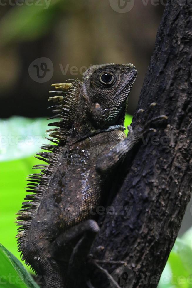 Chameleon forest dragon 11548007 Stock Photo at Vecteezy