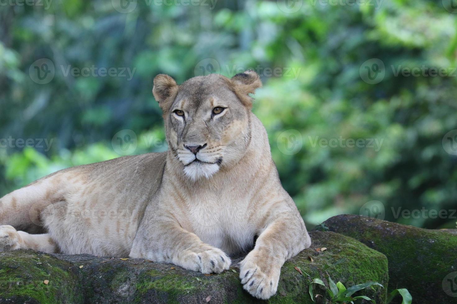 Majestic African lion photo