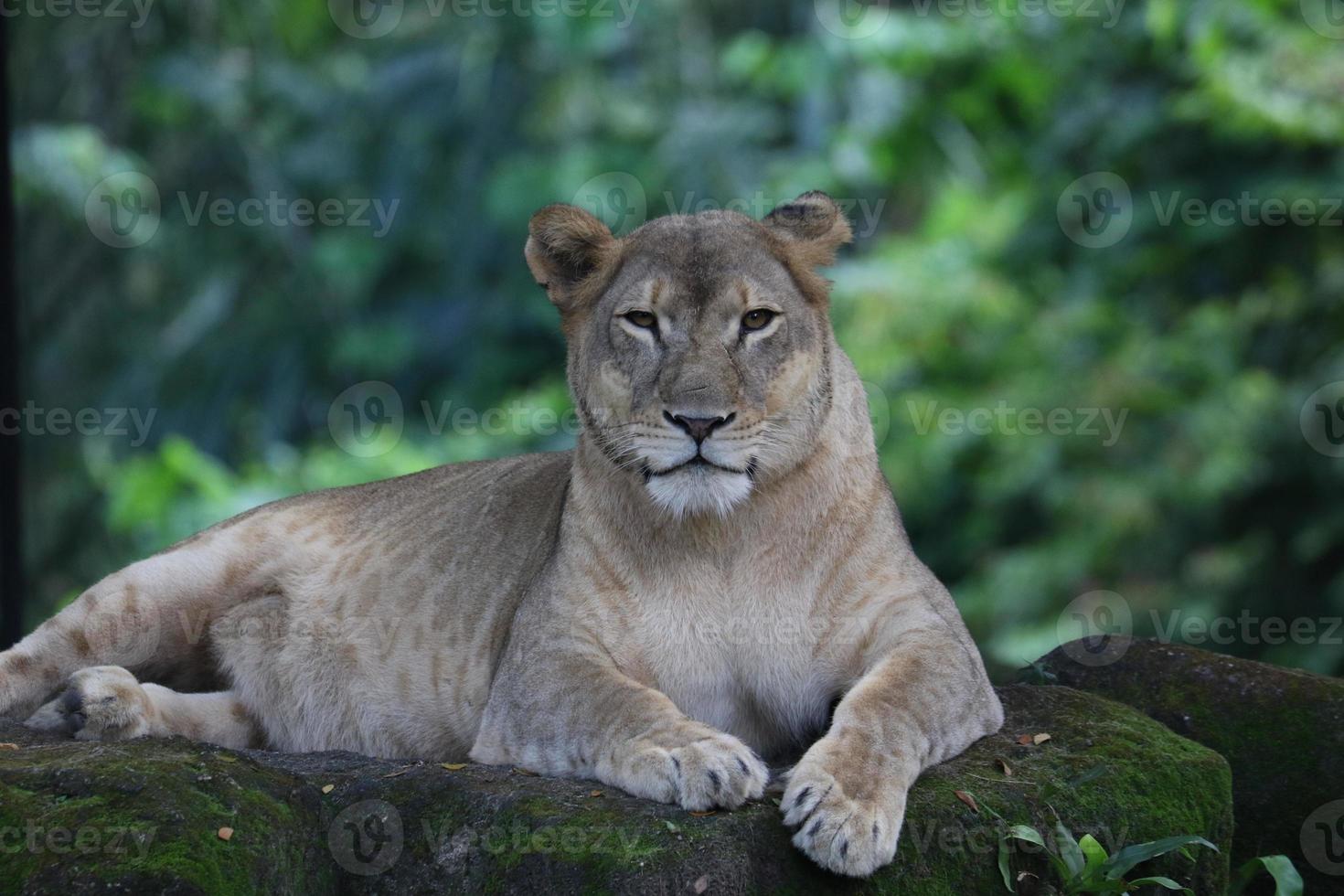 Majestic African lion photo