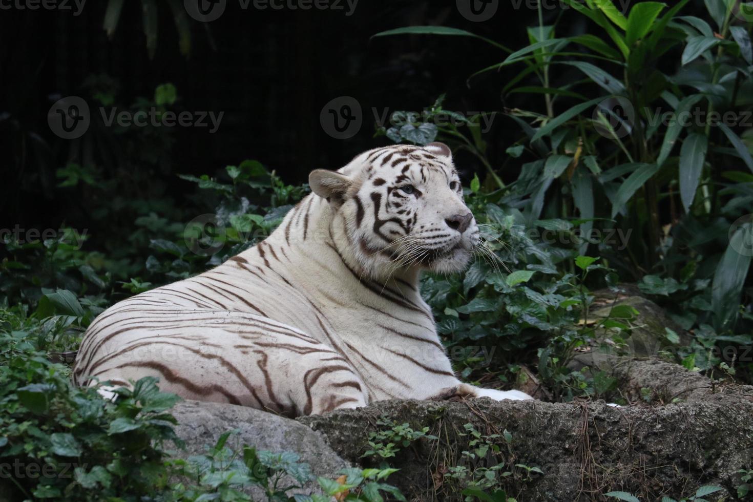 White tiger sitting around photo