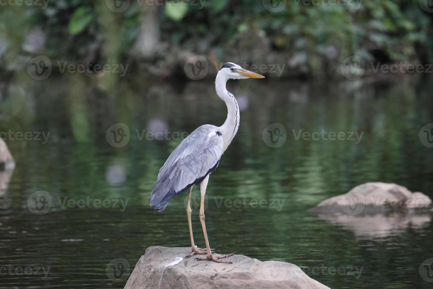 Grey Heron Perching photo