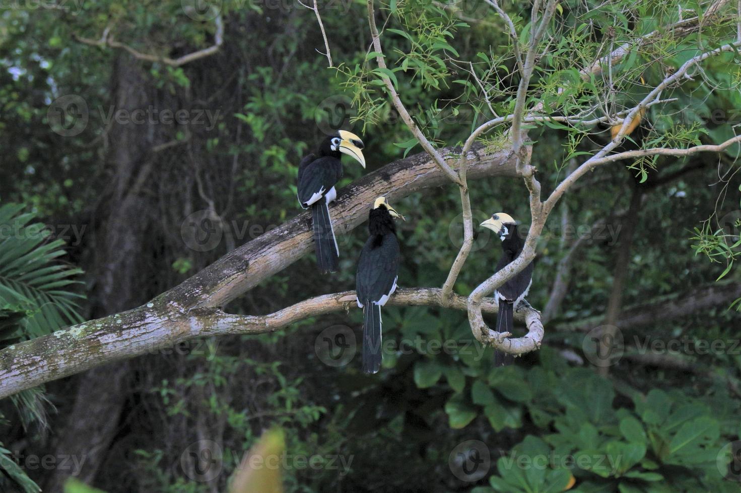 Oriental pied hornbill photo