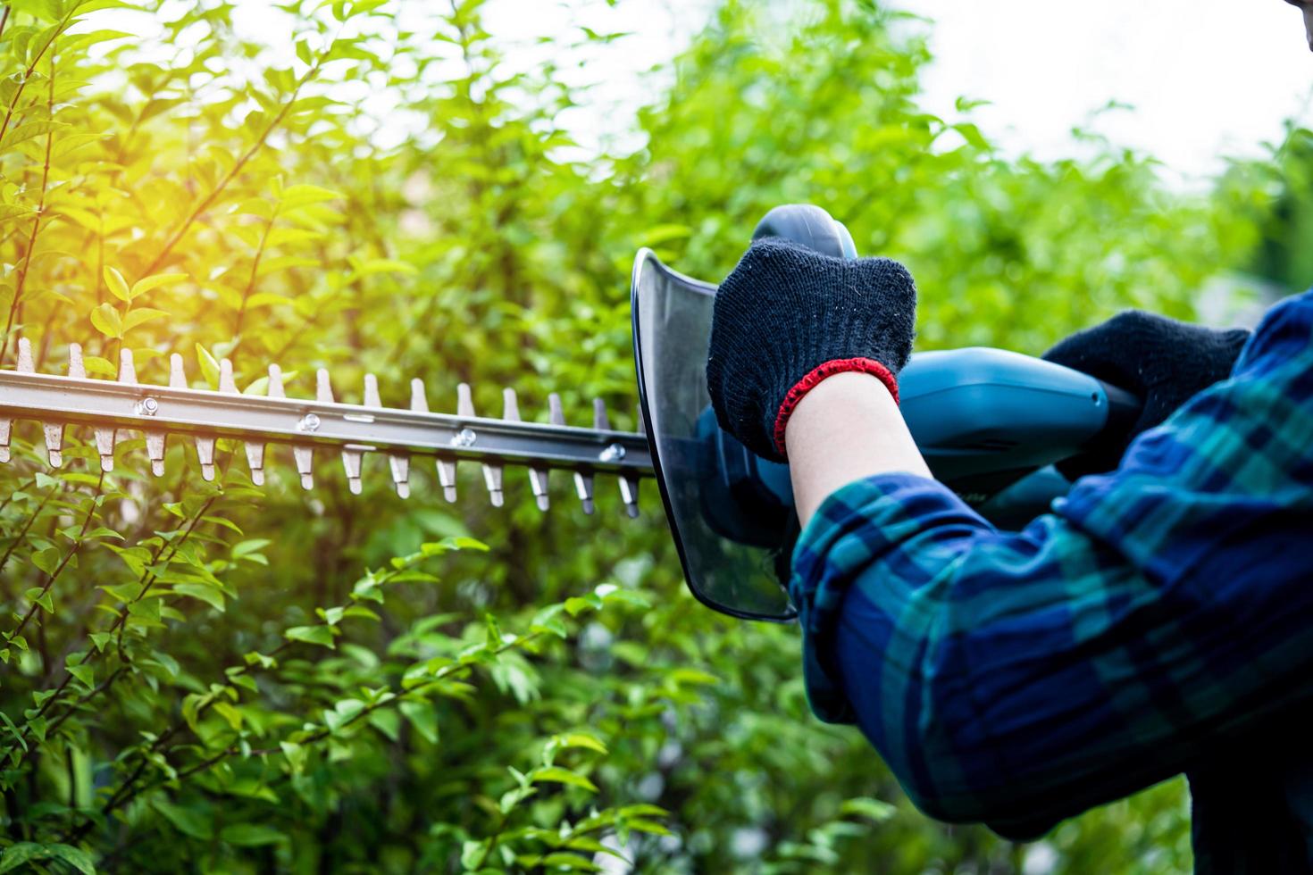 Gardener holding electric hedge trimmer to cut the treetop in garden. photo