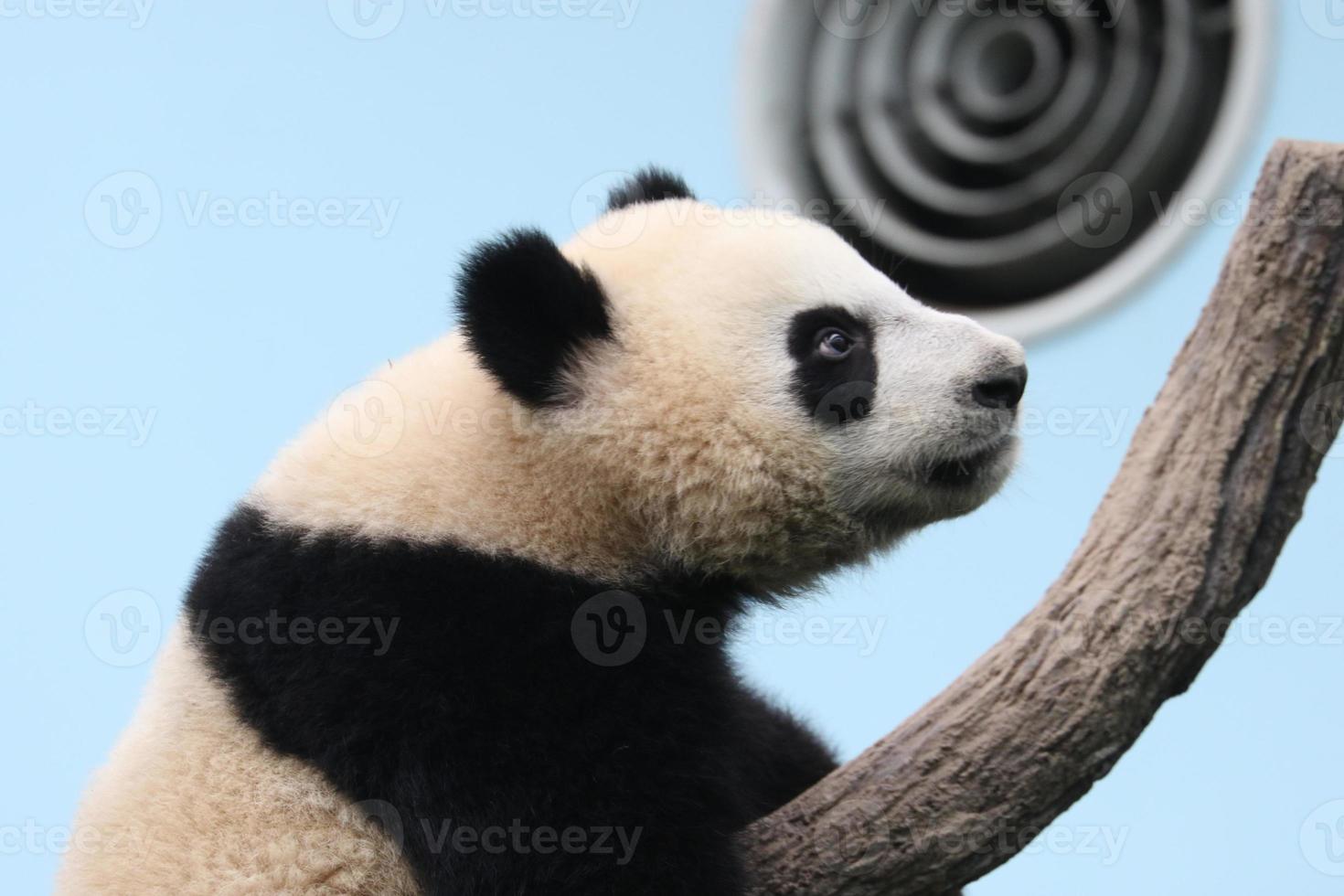 Giant Panda in an enclosure photo