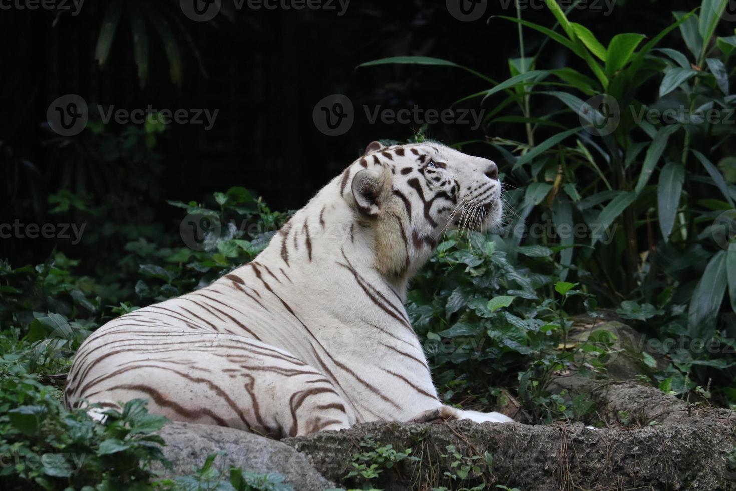 White tiger sitting around photo
