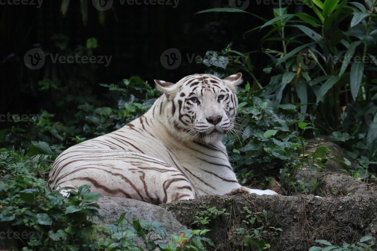 White tiger sitting around photo