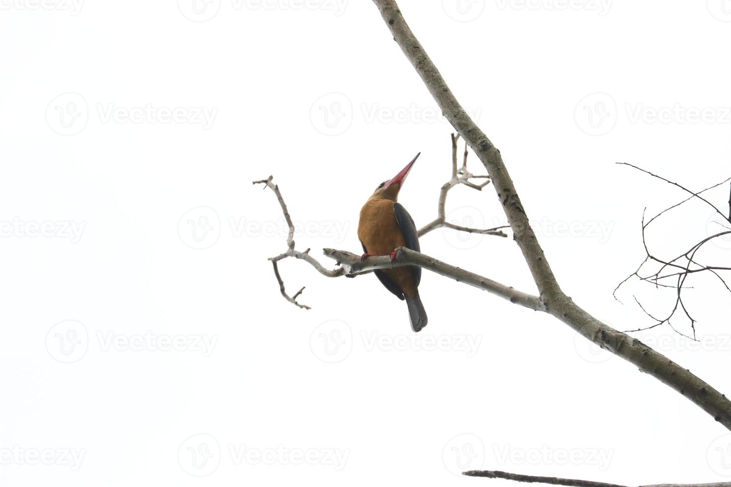 Stock billed kingfisher photo
