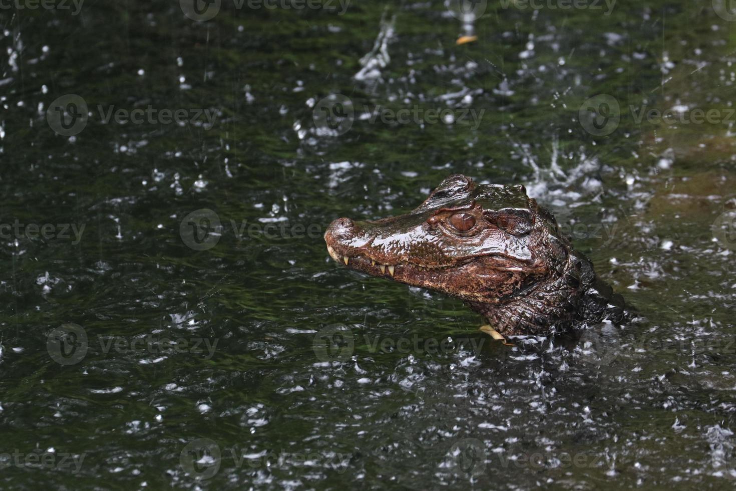 Cuvier Dwarf Caiman photo