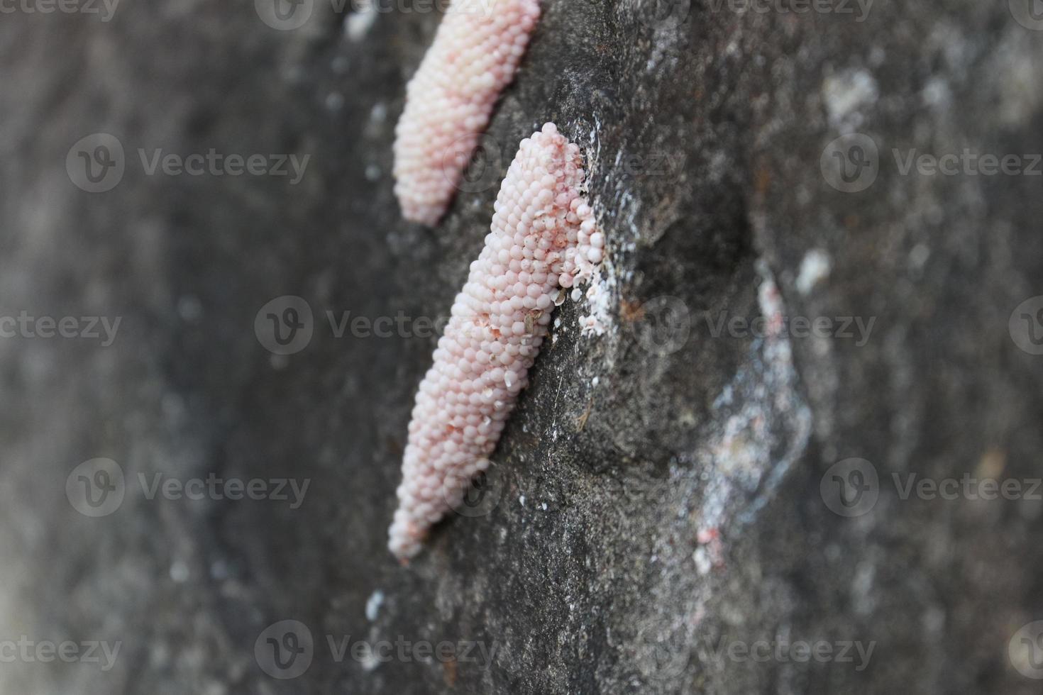 Eggs of the Apple Snail photo