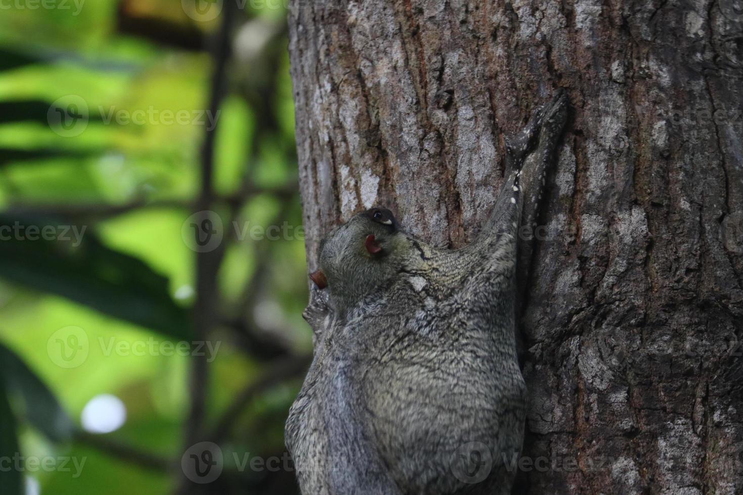 Malayan colugo on a tree photo