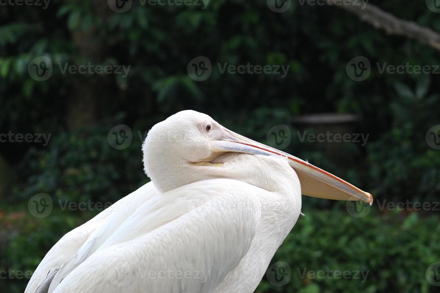 Great White Pelican photo