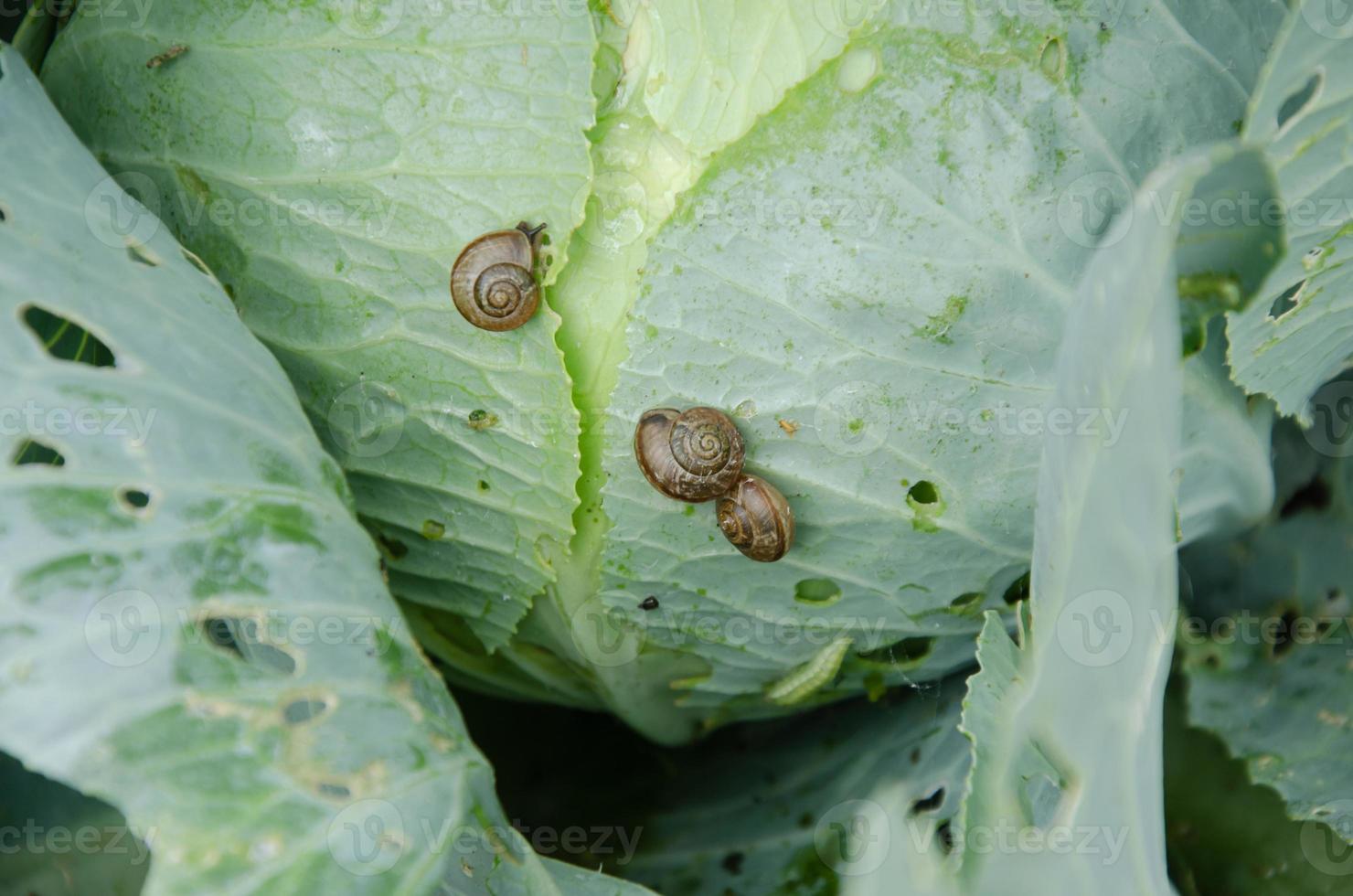 on cabbage snails, slugs. cabbage leaves are eaten. photo