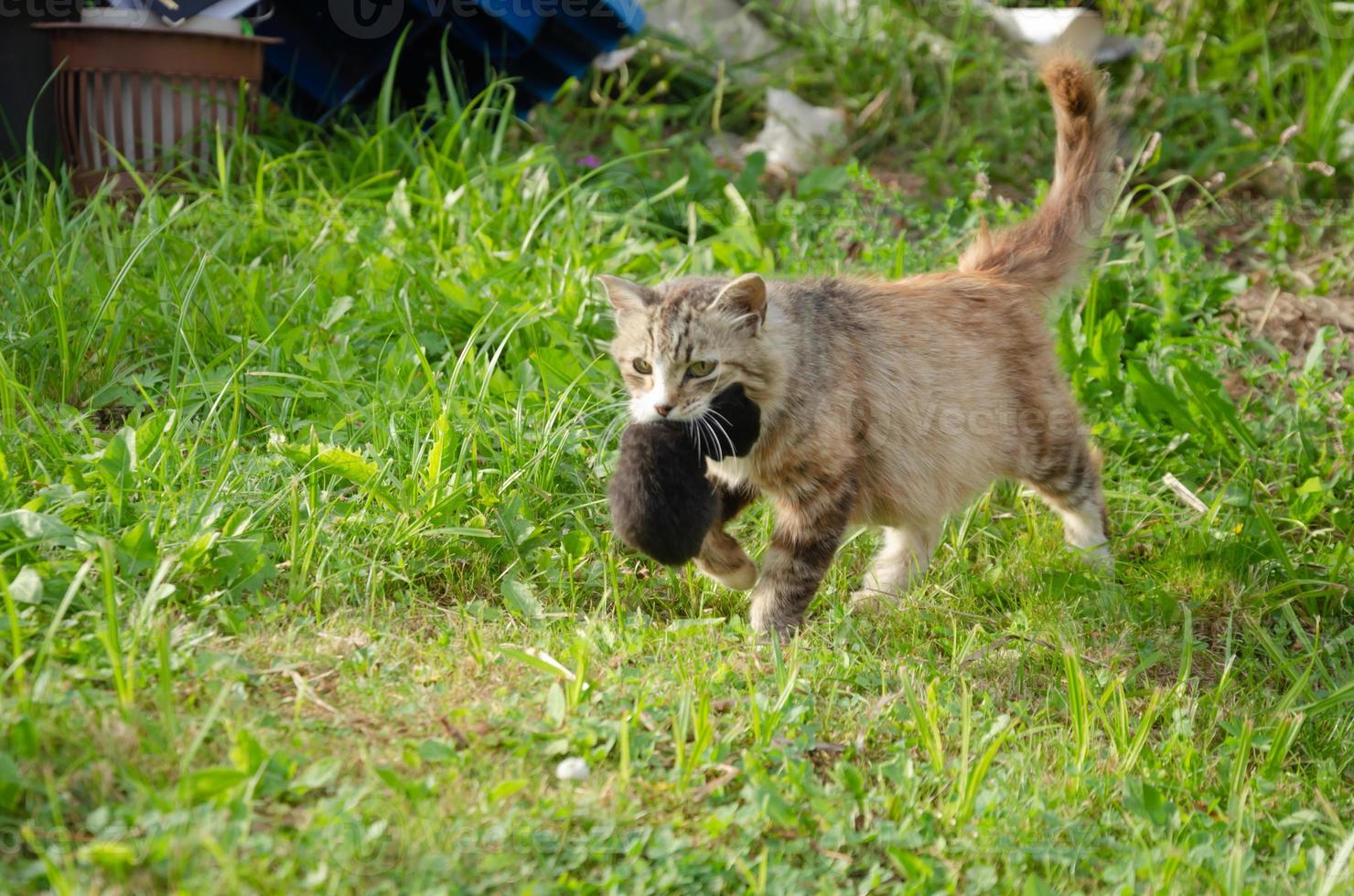 a street cat carries a newborn kitten in its teeth photo