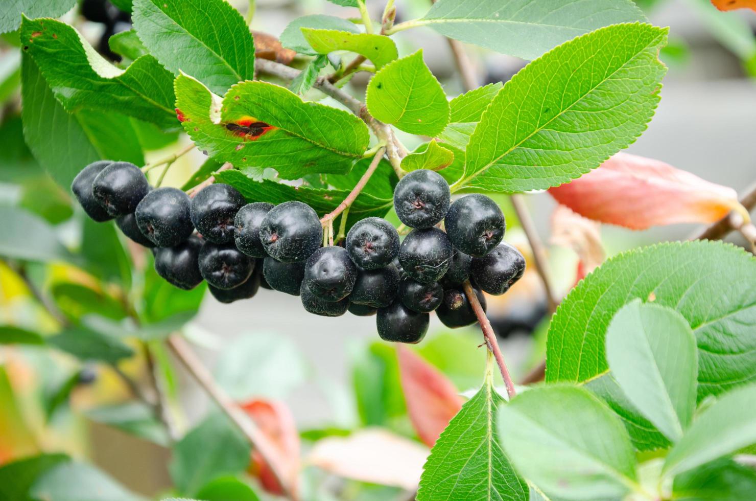 chokeberry a bunch of ripe berries on a bush photo