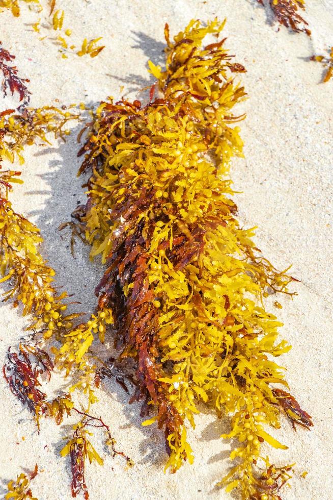Fresh yellow seaweed seagrass sargazo beach Playa del Carmen Mexico