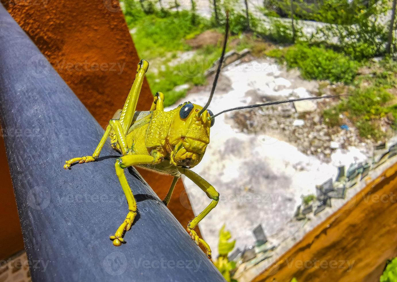 Giant green grasshopper sitting on railing in Mexico. photo