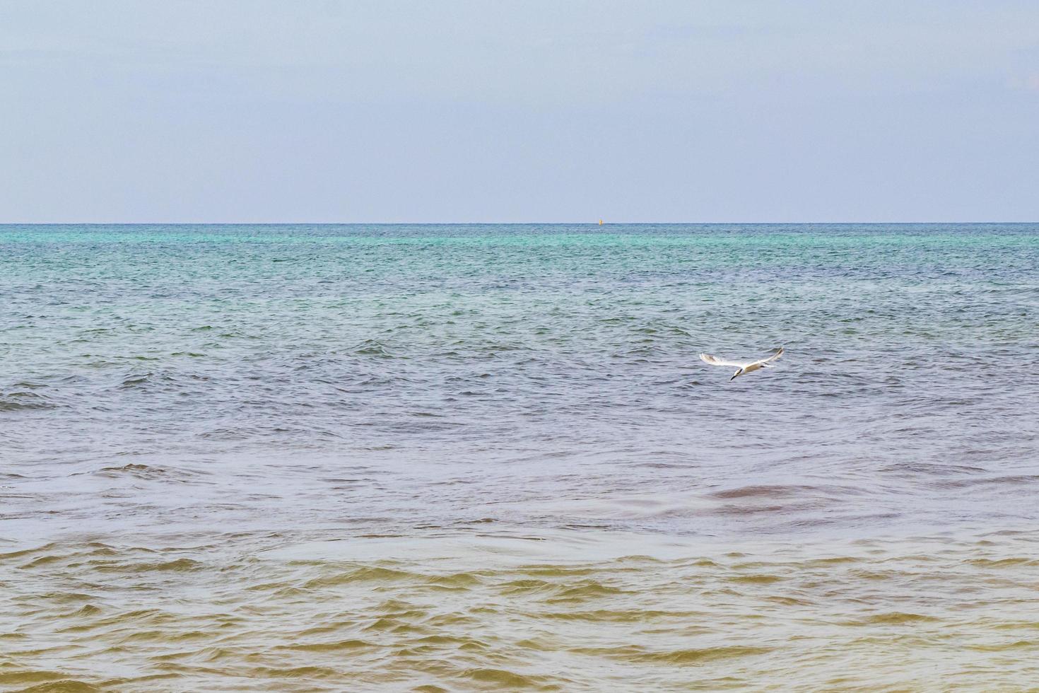 Flying seagull bird is catching food out of the water. photo