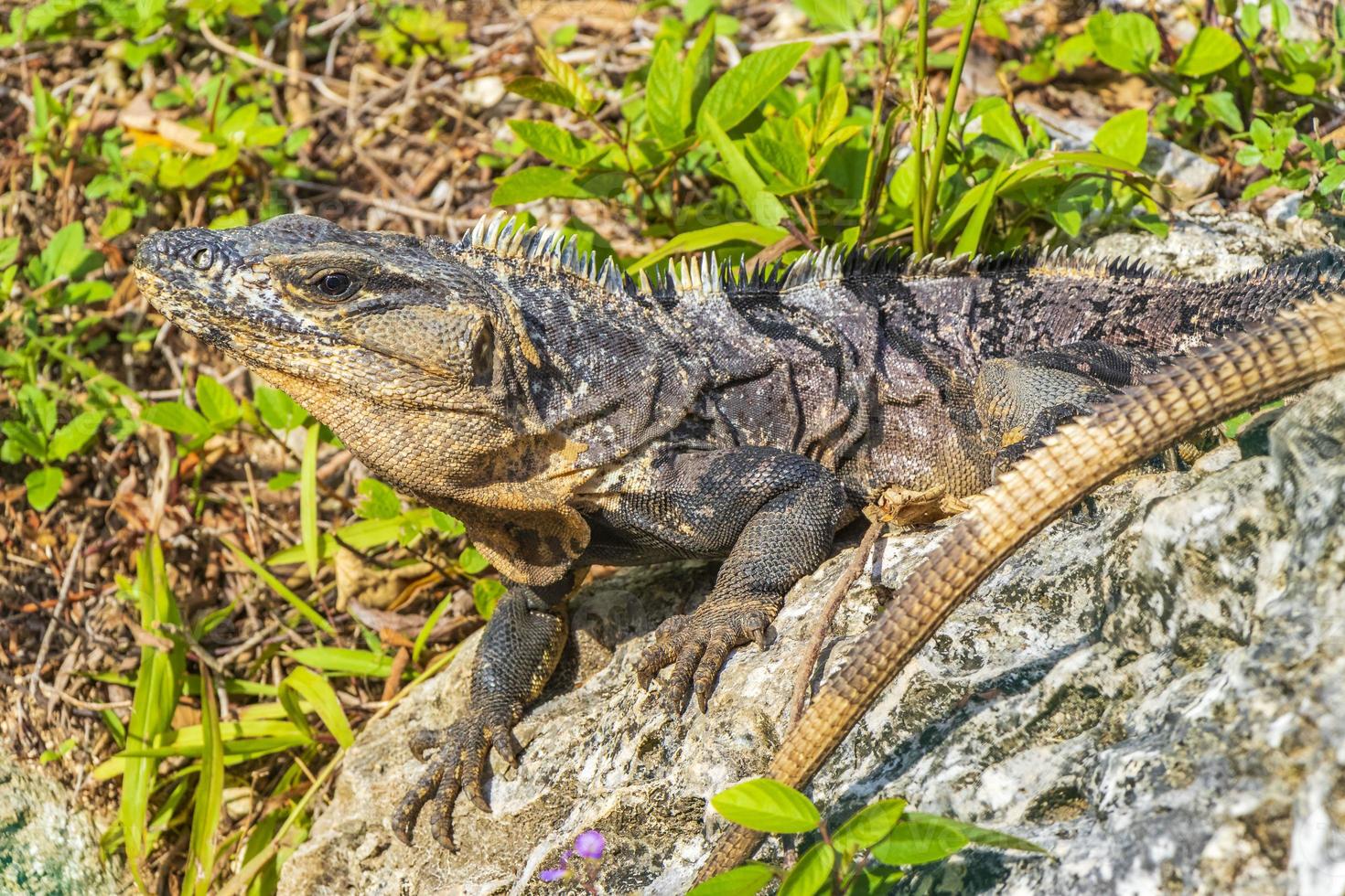 Iguana on rock tropical jungle Playa del Carmen Mexico. 11549876 Stock Photo at Vecteezy Iguana on rock tropical jungle Playa del Carmen Mexico. 11549876 Stock Photo at Vecteezy