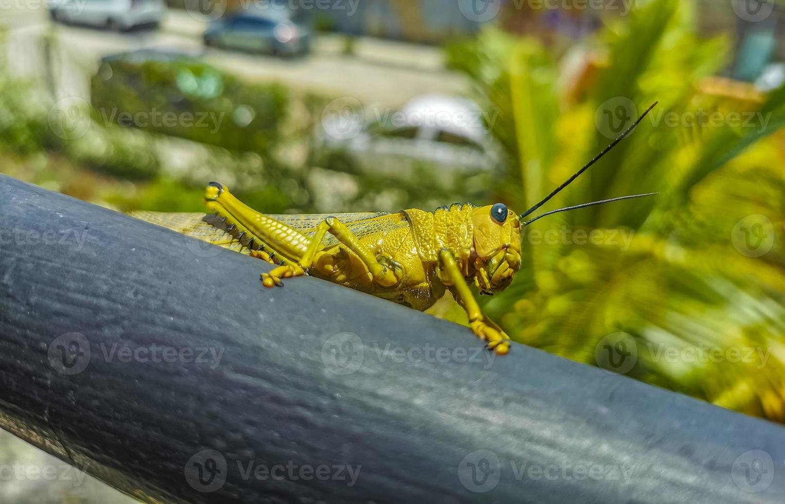 Giant green grasshopper sitting on railing in Mexico. photo