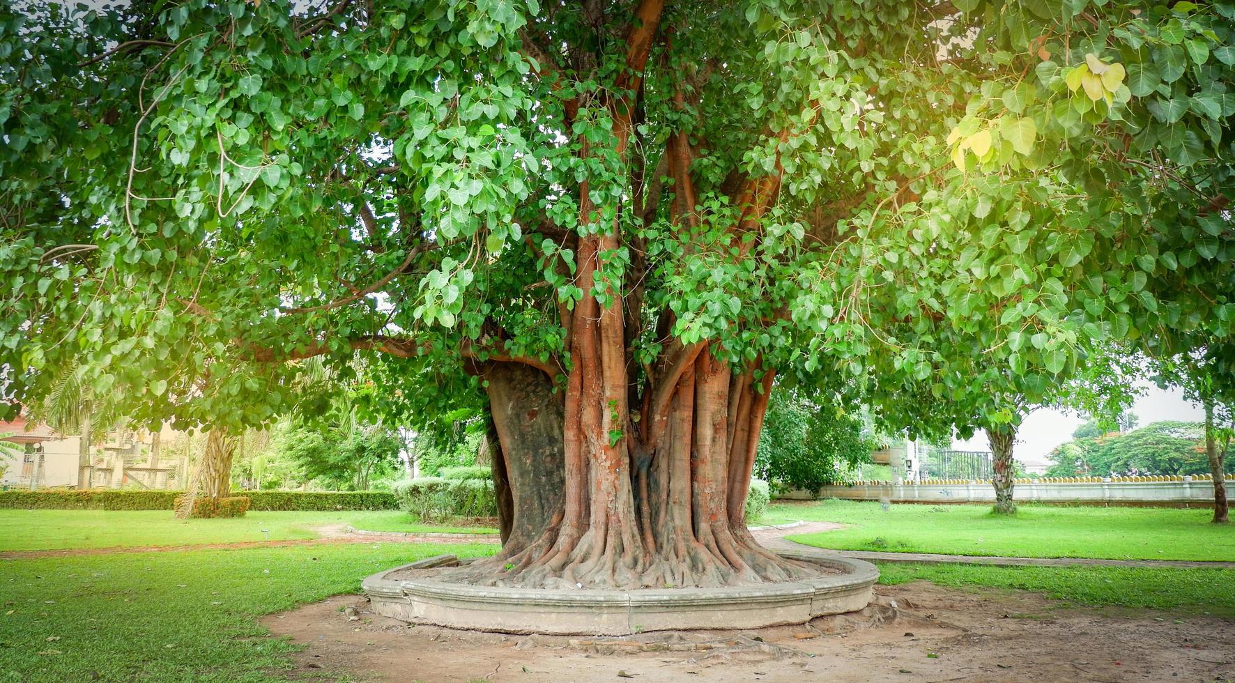 bodhi tree and green bodhi leaf with sunlight at temple thailand Tree of buddhism photo