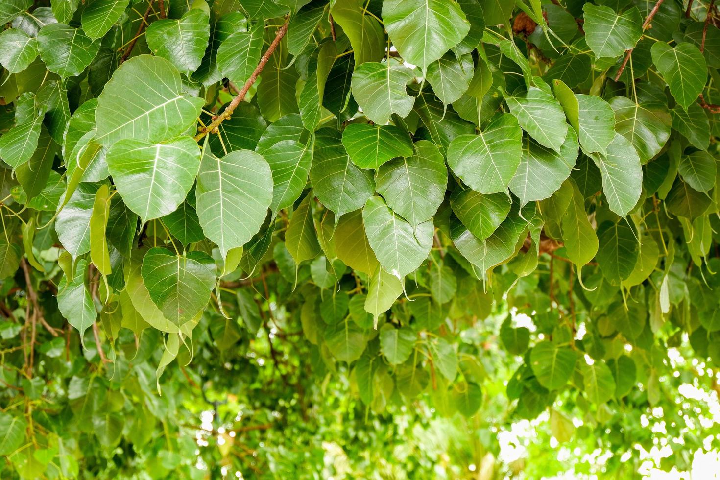 hoja de bodhi verde en el árbol con la luz del sol en el árbol del budismo de Tailandia del templo foto