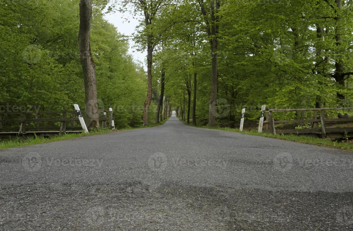 Vanishing point perspective - empty road through a forest photo