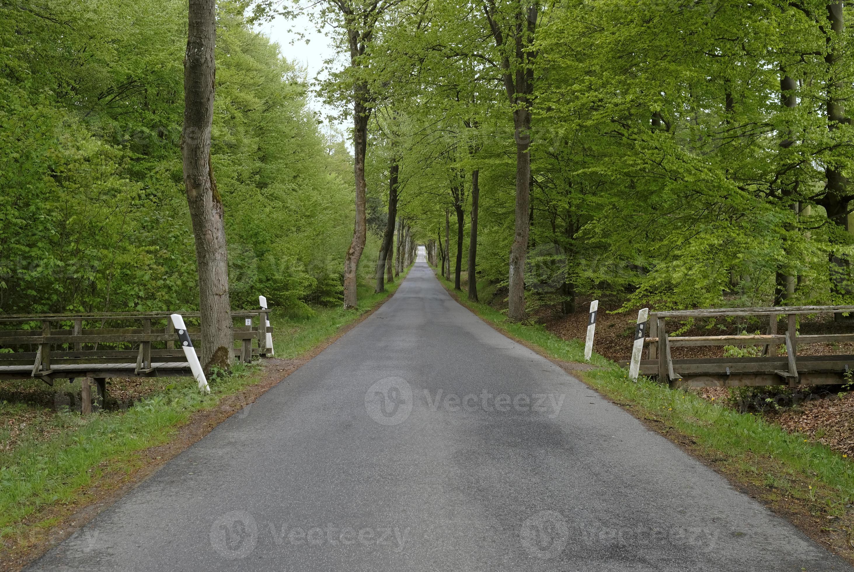 Vanishing point perspective - empty road through a forest 11550193 Stock  Photo at Vecteezy