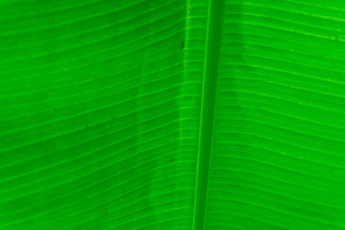 Green Texture of Banana Leaf photo