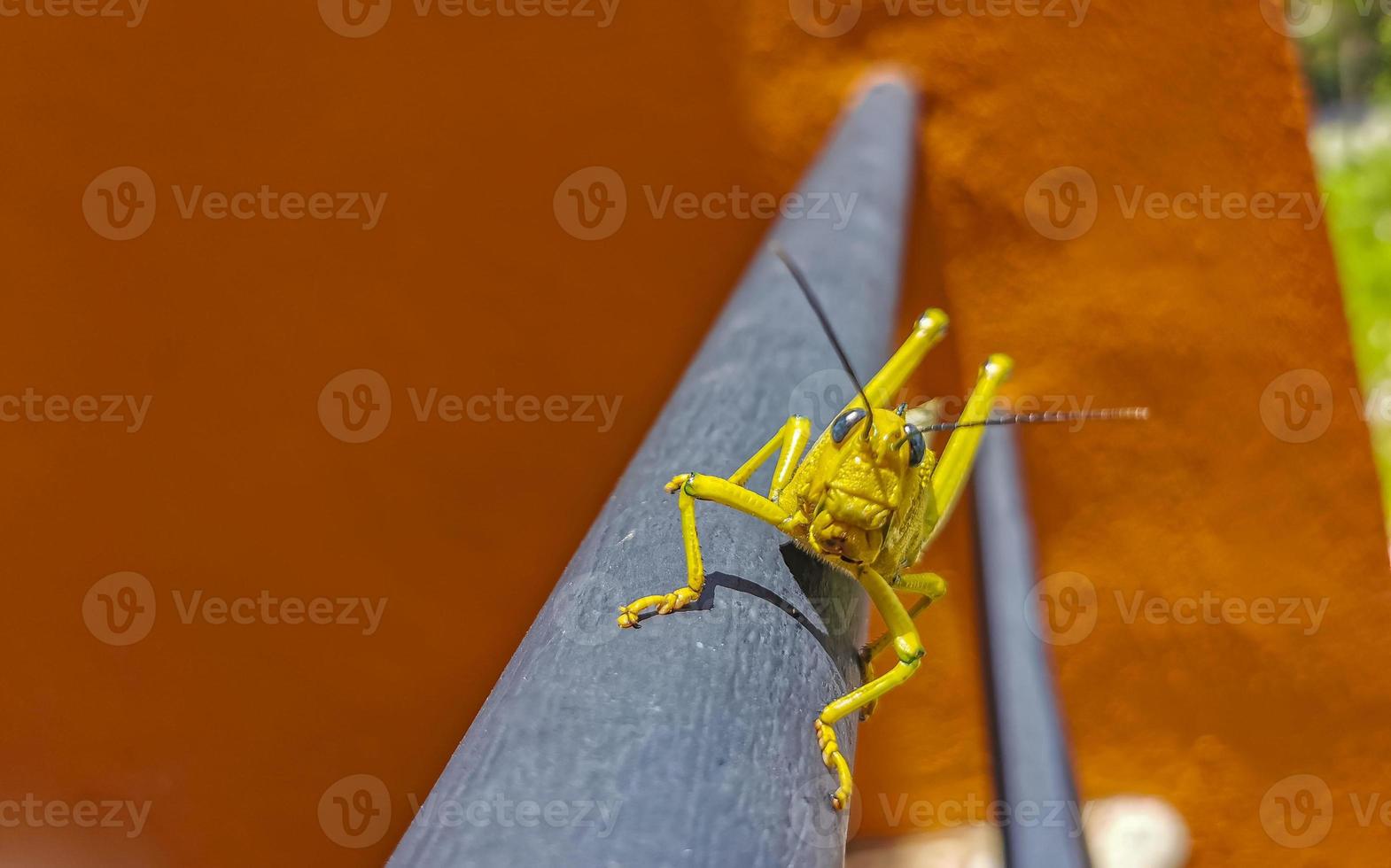Giant green grasshopper sitting on railing in Mexico. photo