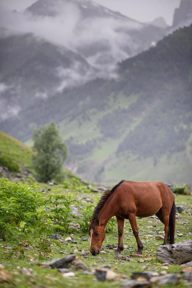 Horses  in the field of glass and rock, Northern India photo
