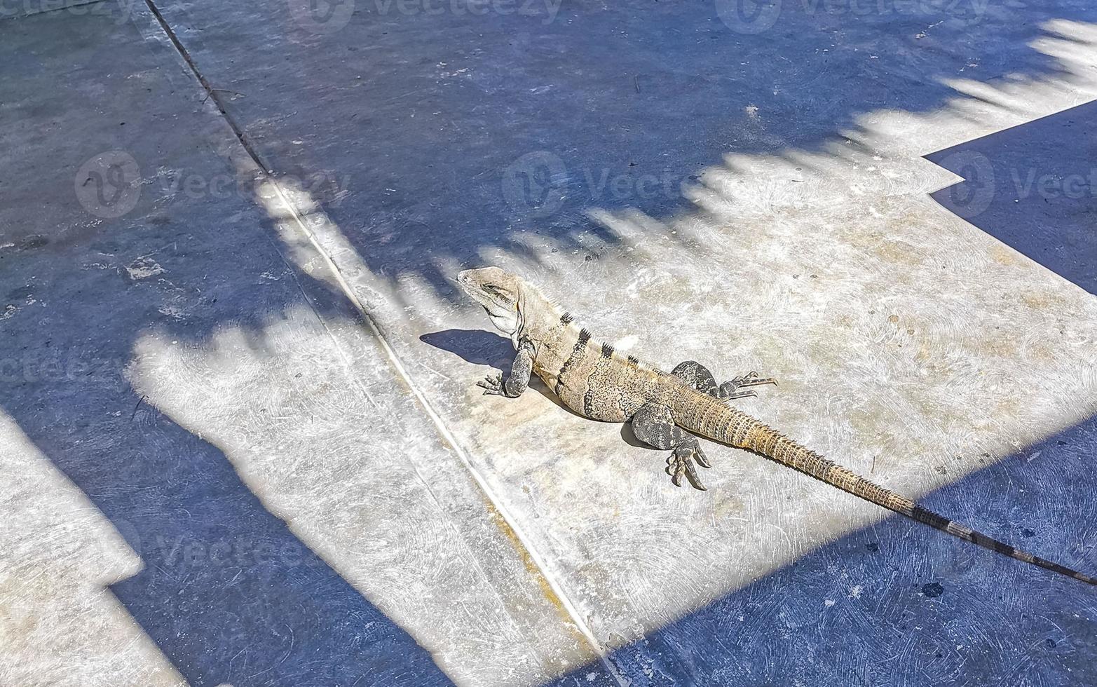enorme iguana gecko animal en el suelo isla contoy mexico. foto