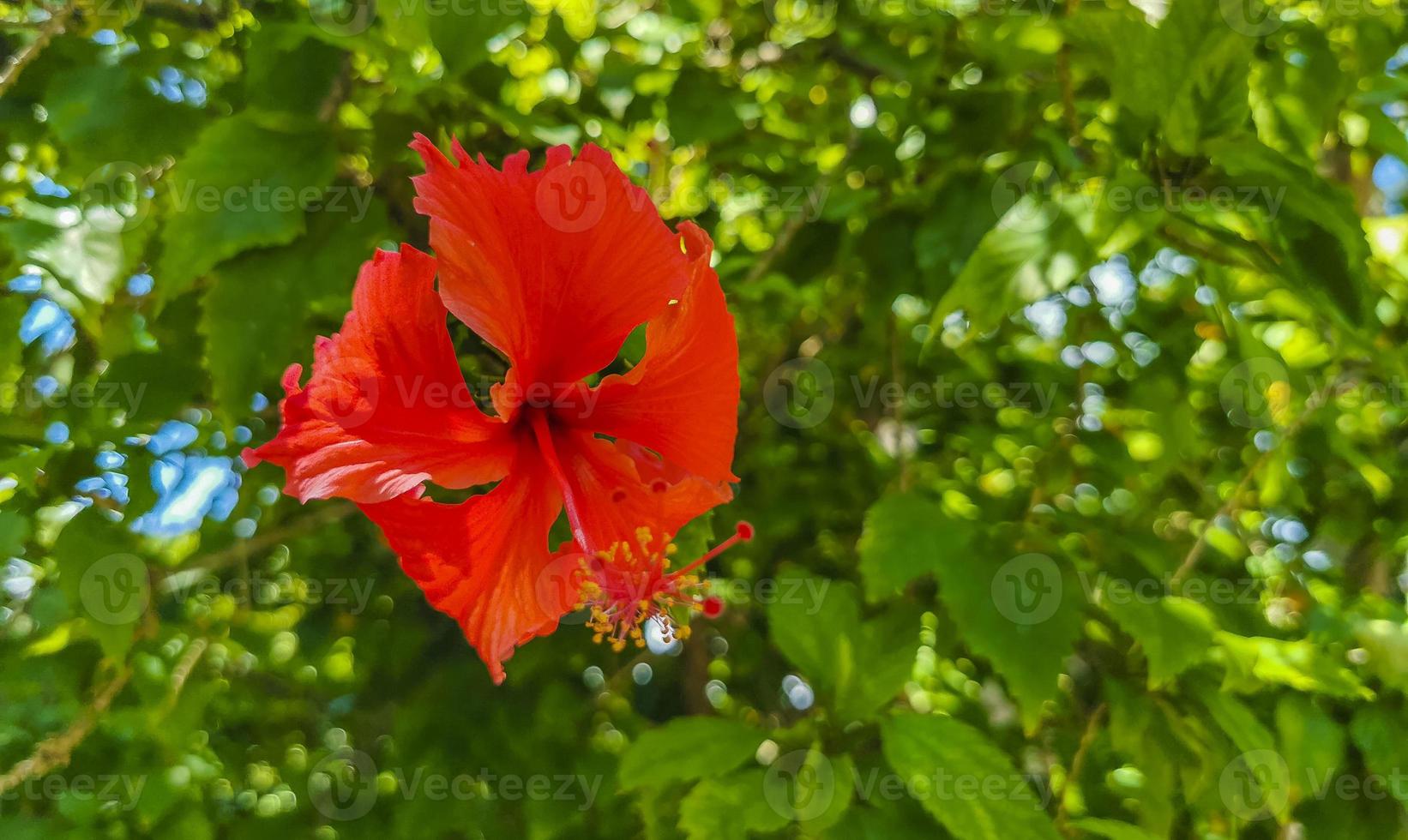 Red beautiful hibiscus flower shrub tree plant in Mexico. photo