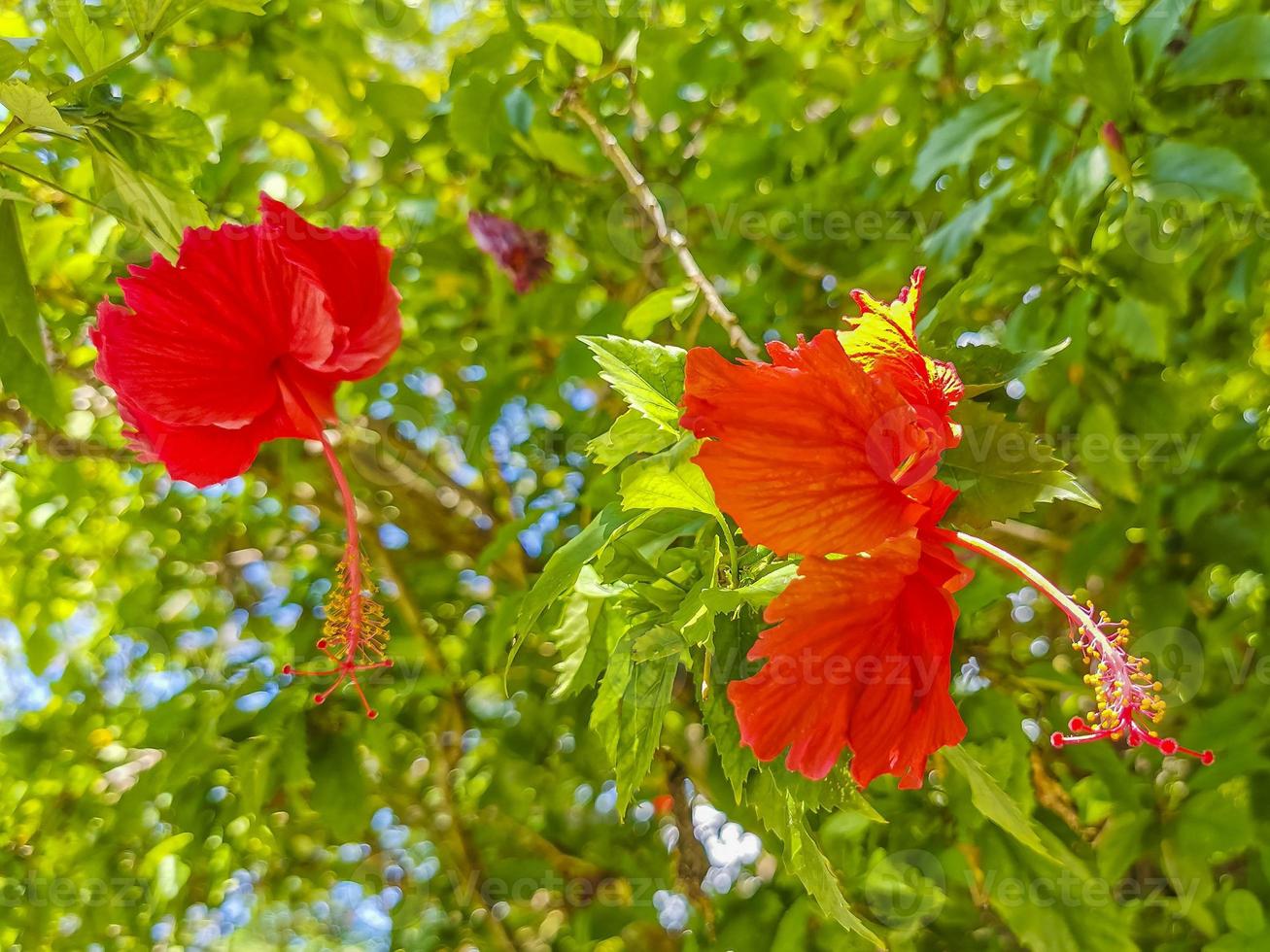 Red beautiful hibiscus flower shrub tree plant in Mexico. photo